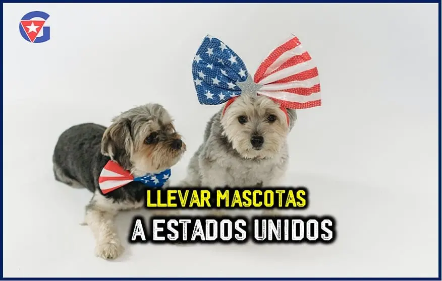Cómo llevar a tu mascota de Cuba a Estados Unidos (Paso a Paso) Mi Gente Cuba