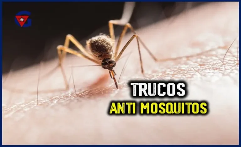 4 Repelentes naturales de mosquitos para el verano en Cuba gentecuba.com