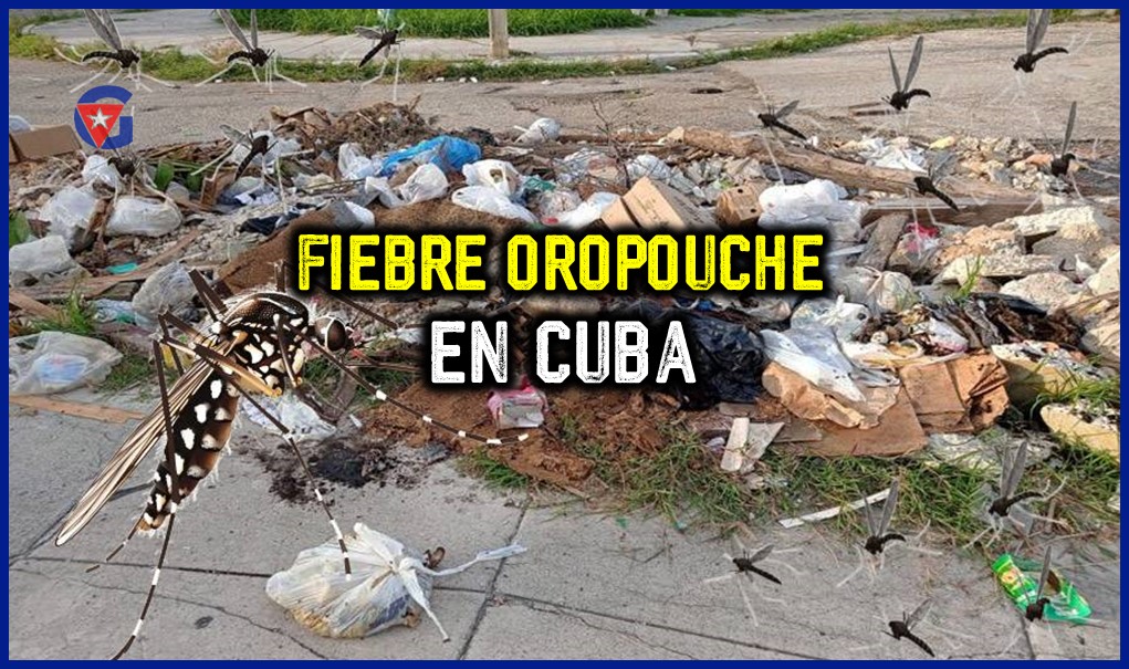 Oropouche en Cuba Una Situación Epidemiológica Compleja gentecuba.com